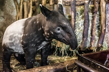 Sameček tapíra čabrakového